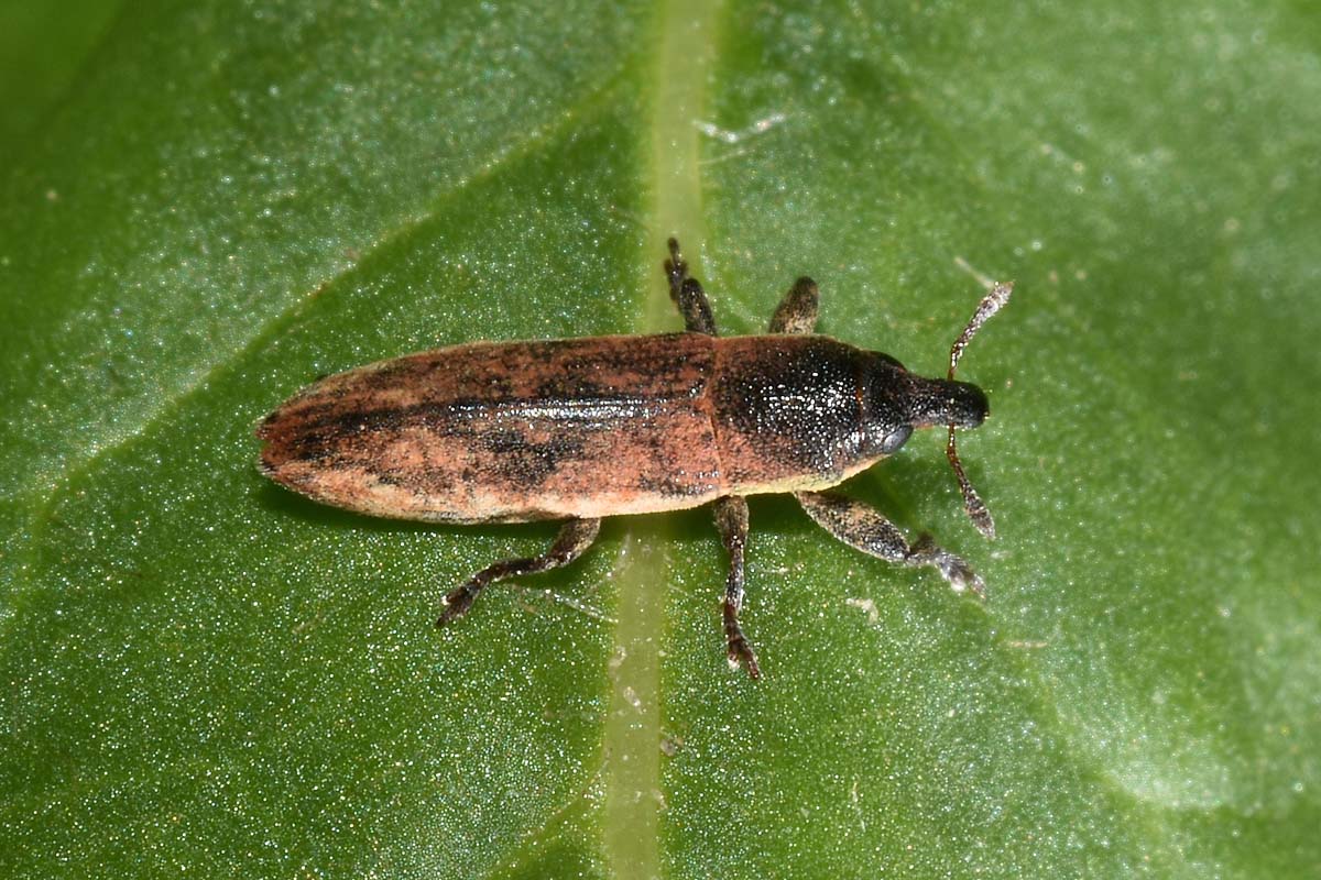 Curculionidae: Lixus scabricollis?  S !